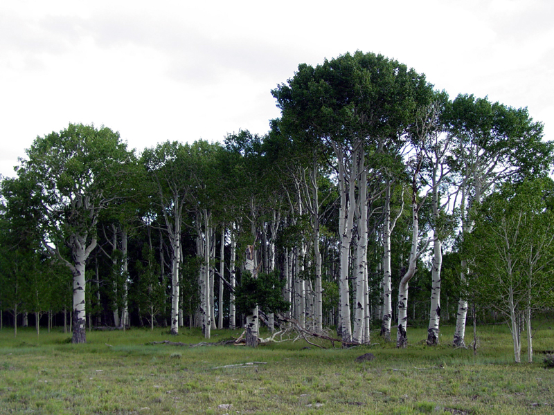 Grand Staircase-Eascalante National Monument