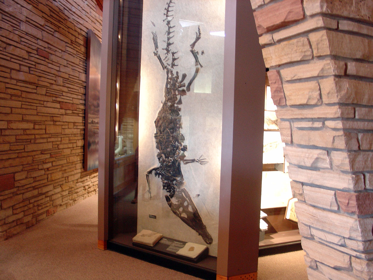 crocodile fossil