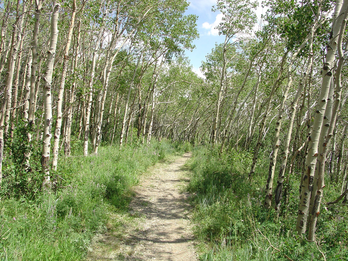 Aspen forest