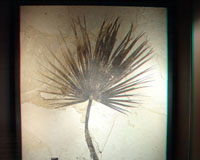 fossil palm leaf