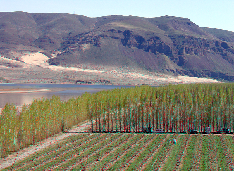 Hops fields along the Columbia River