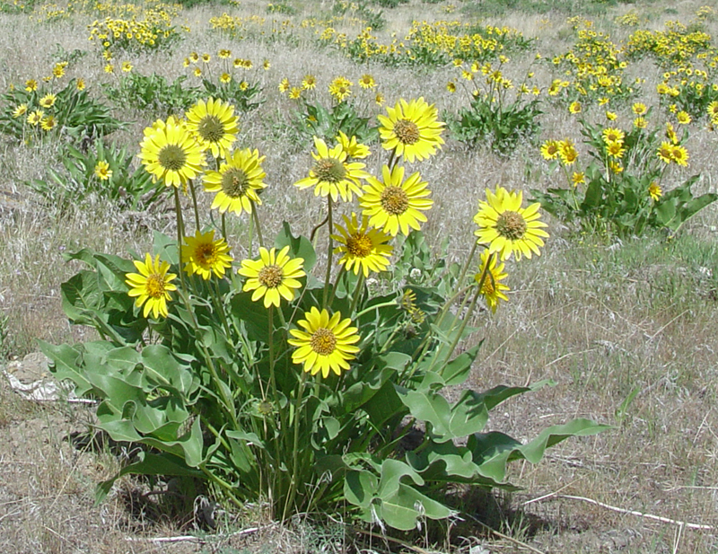 Arrowleaf Balsamroot