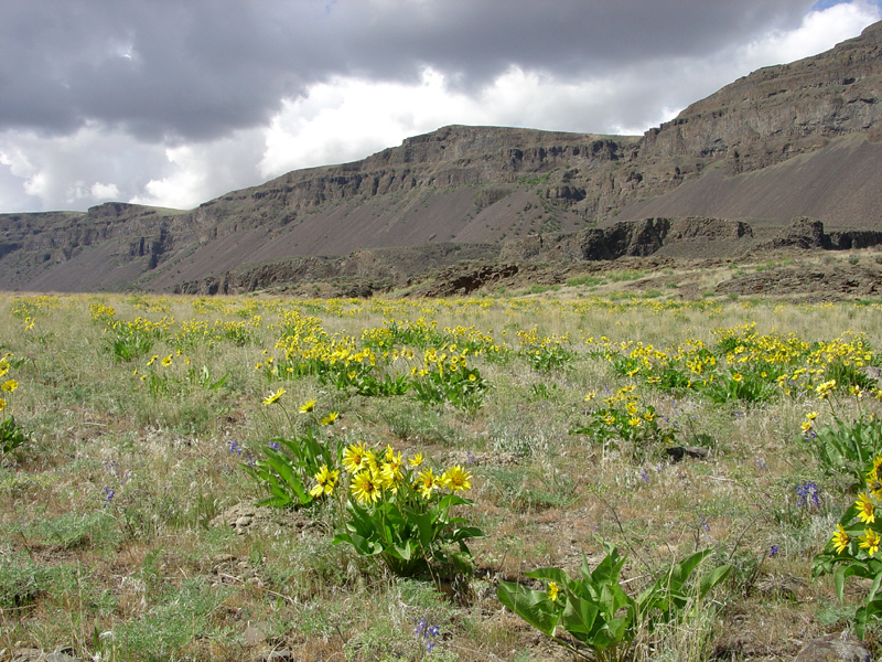 Arrowleaf Balsamroot