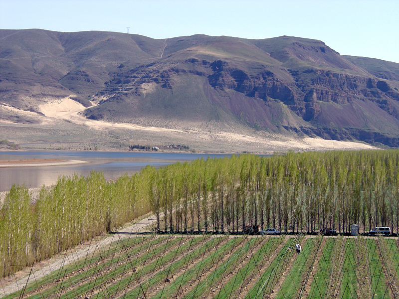 Hops fields along the Columbia River