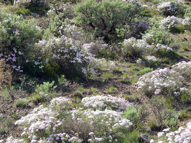 Spring wildflowers at Wanapum State Park