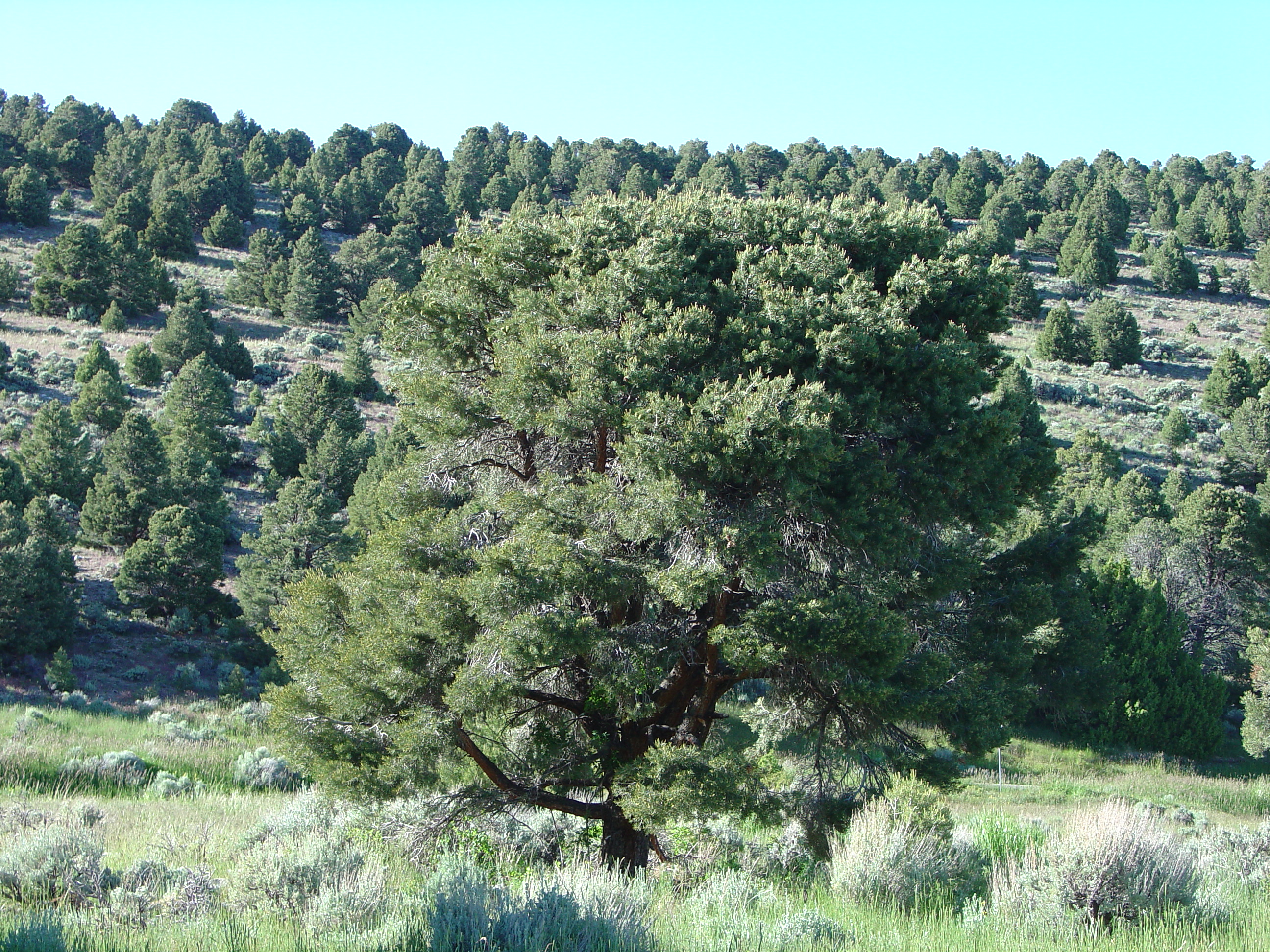 Great Basin National Park