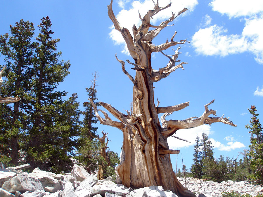 Great Basin National Park