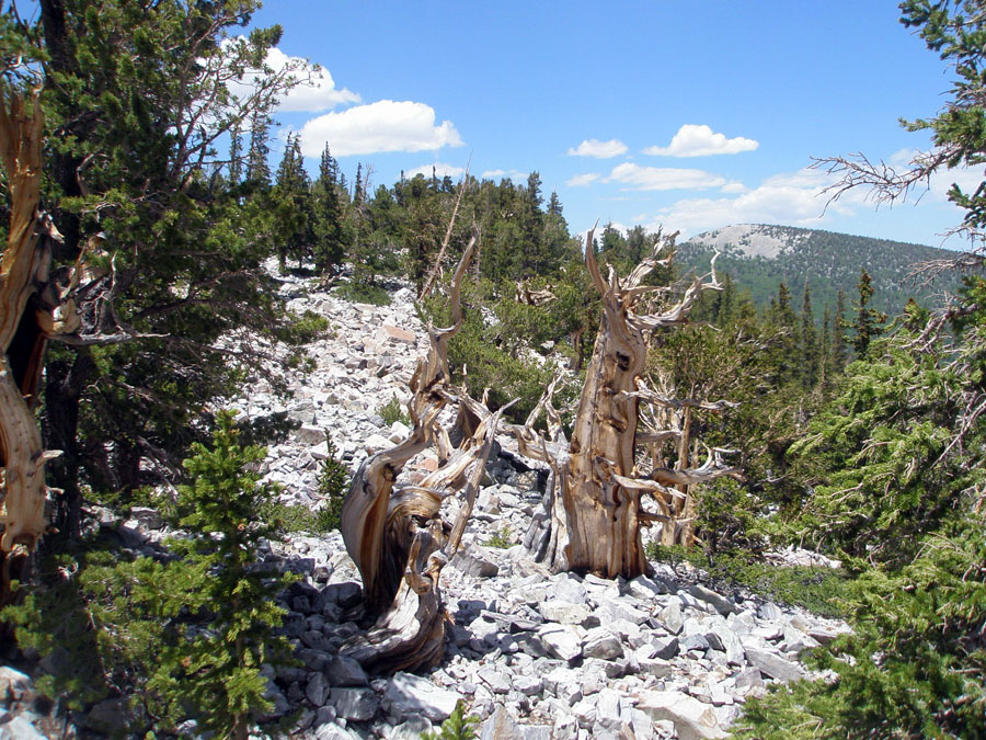 Great Basin National Park