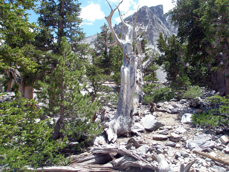 Great Basin National Park