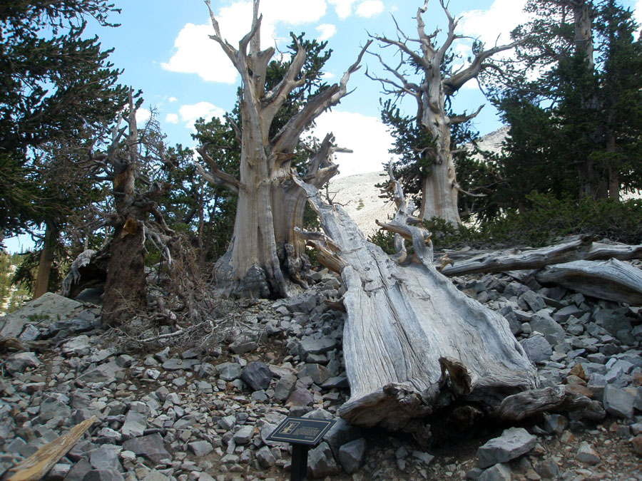 Great Basin National Park