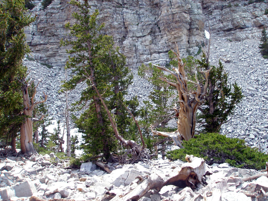 Great Basin National Park