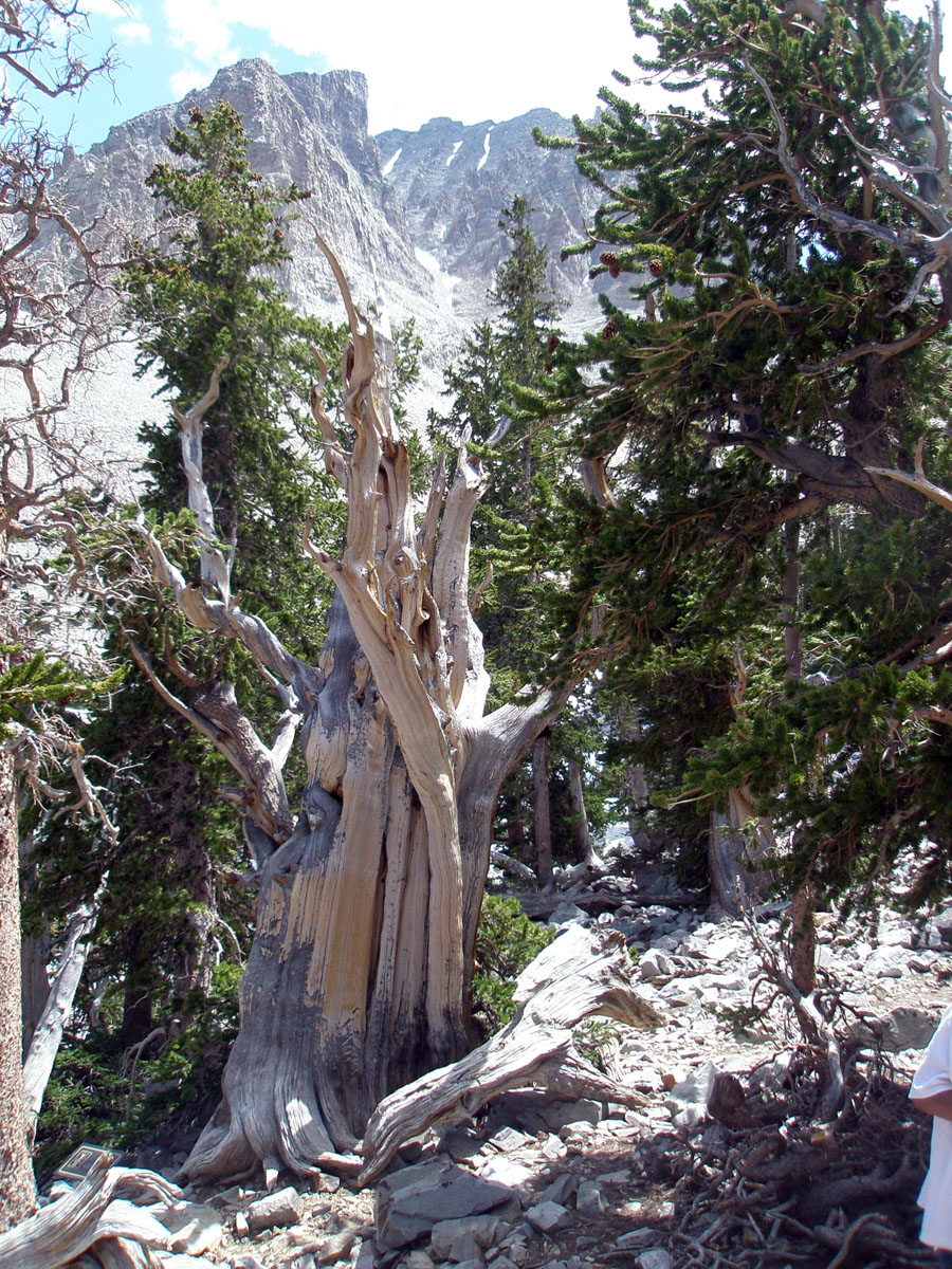 Great Basin National Park