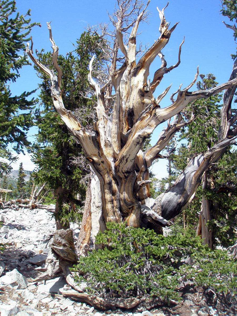 Great Basin National Park