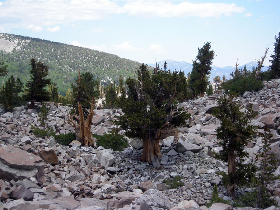 Great Basin National Park