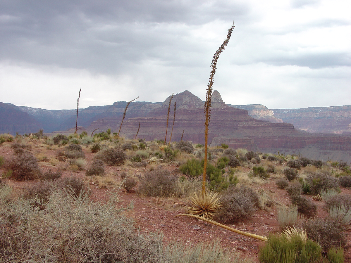 Kaibab Trail