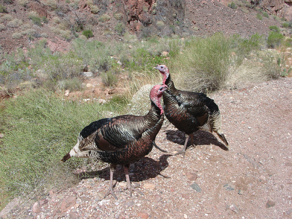 Bright Angel Trail