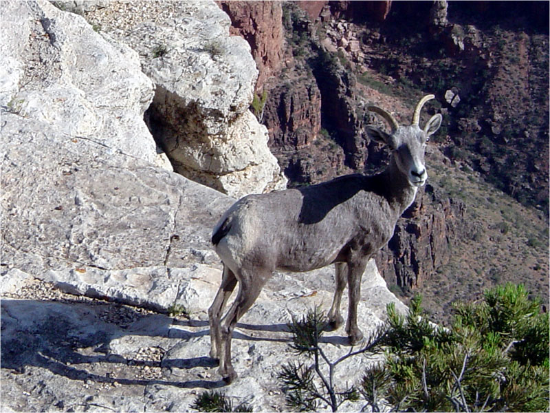 Grand Canyon