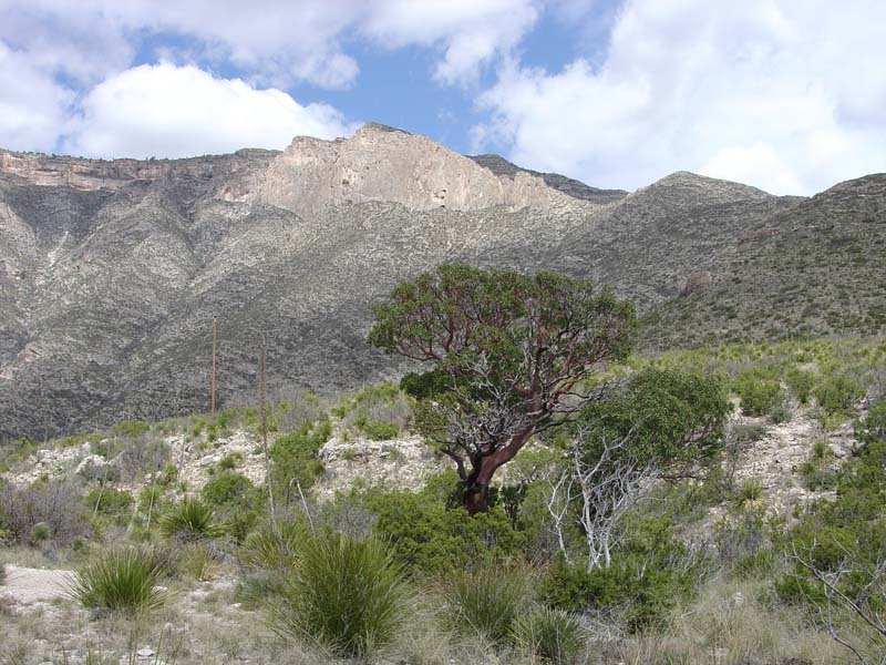 Guadalupe Mountains National Park