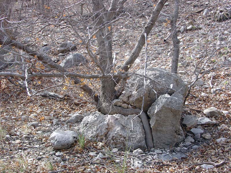 Guadalupe Mountains National Park