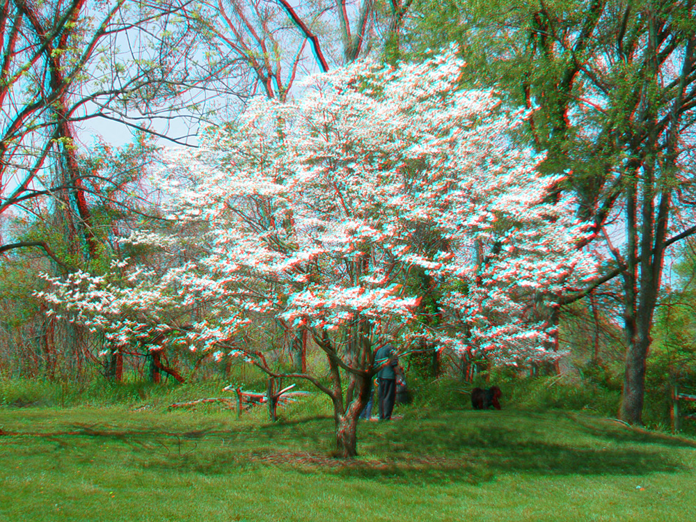 dogwood tree in bloom next to an Indian Mound in Shawnee Lookout Park