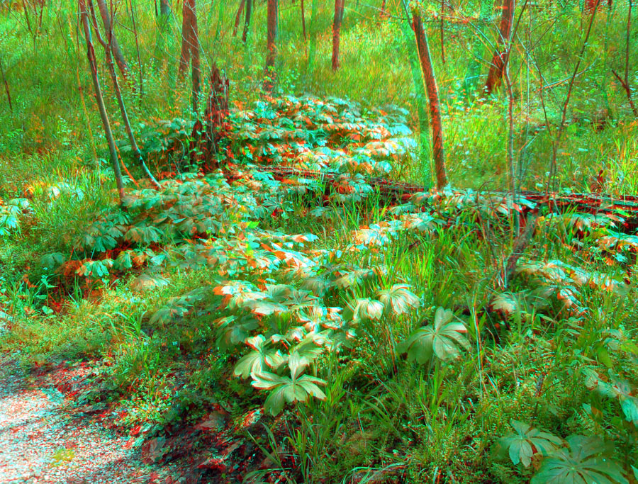 May apples in the forest growing on the earthworks at Shawnee Lookout Park