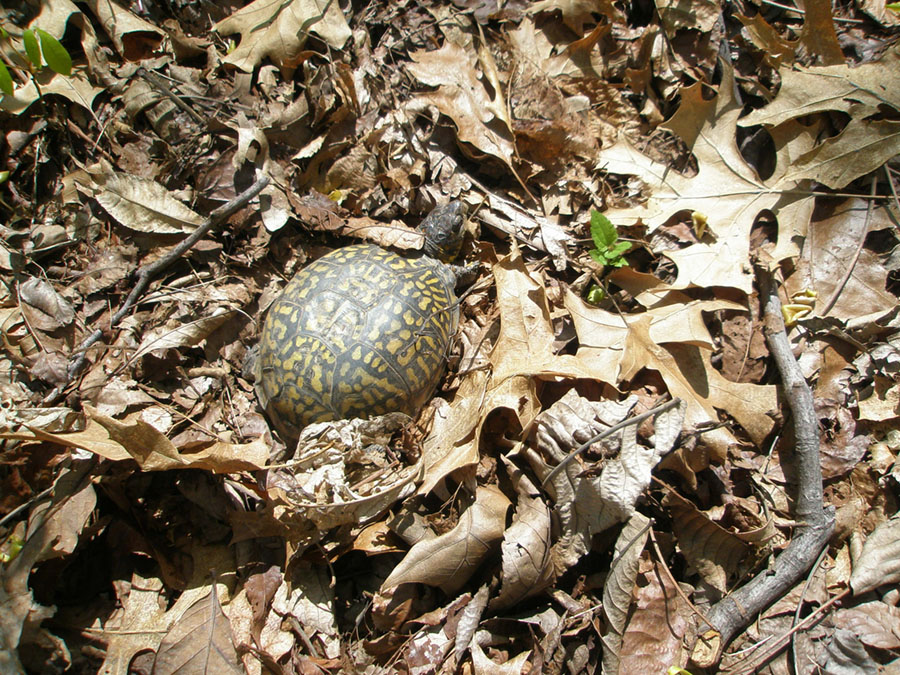 box turtle in dry leaves