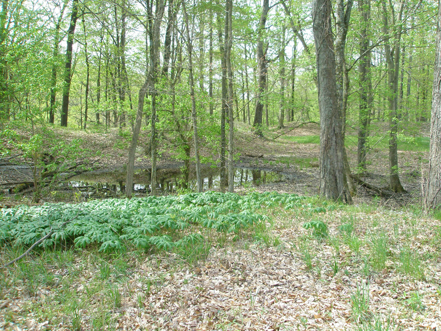 Earthworks and ditches in Fort Ancient Memorial Park