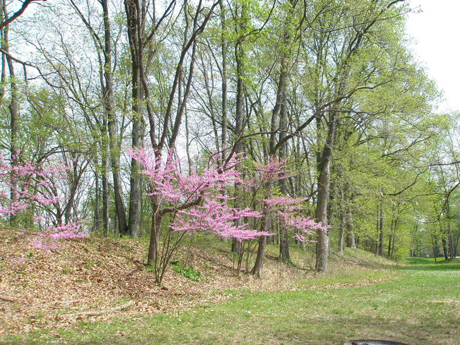 Redbud tree in bloom and earthworks in Fort Ancient Memorial Park