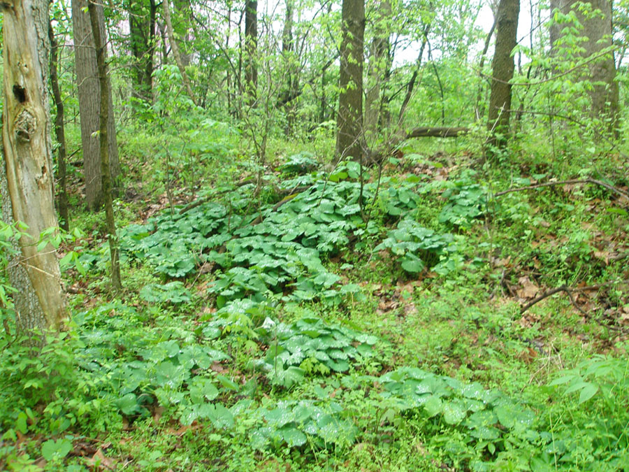 Natural forest growing on Hopewellian earthworks, including an abundance of may apples.