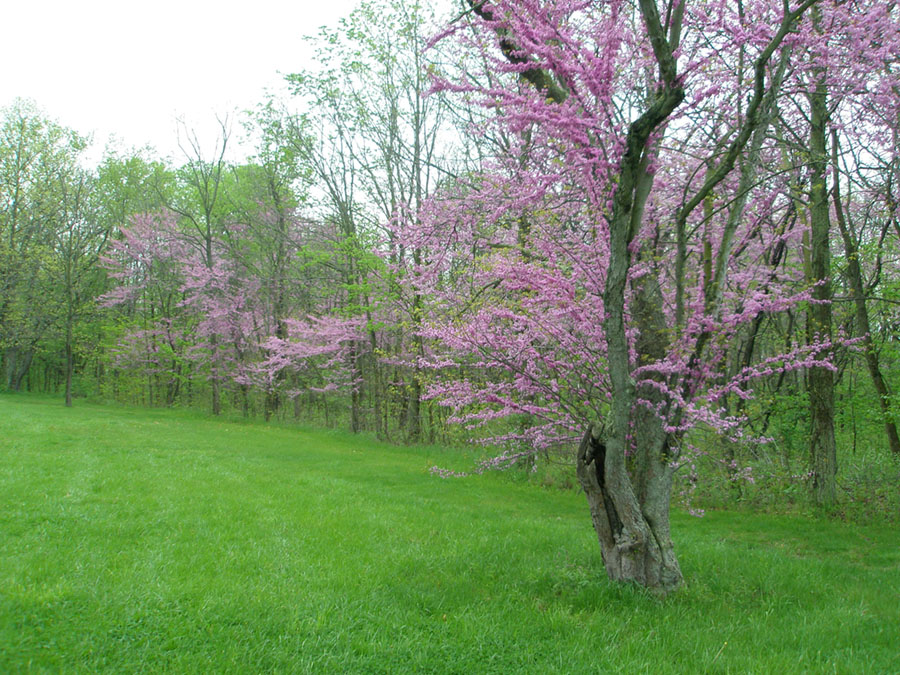 Redbud trees in bloom and forest with early spring leaves  along a grassy field on earthworks at Mound City Group.