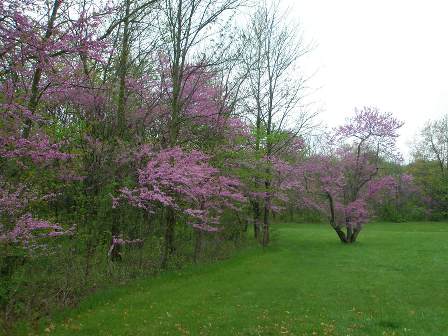 Redbud trees in bloom and forest with early spring leaves  along a grassy field at Mound City Group.