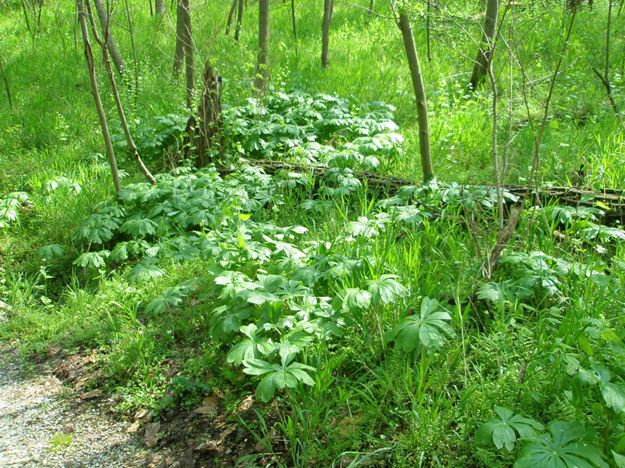 May apples in the forest growing on the earthworks at Shawnee Lookout Park