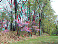 Red bud tree in bloom along earthworks and fields at Fort Ancient.