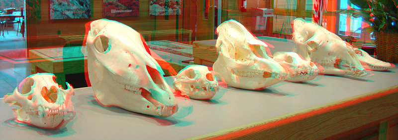 Skulls on display at the Paleontology Museum