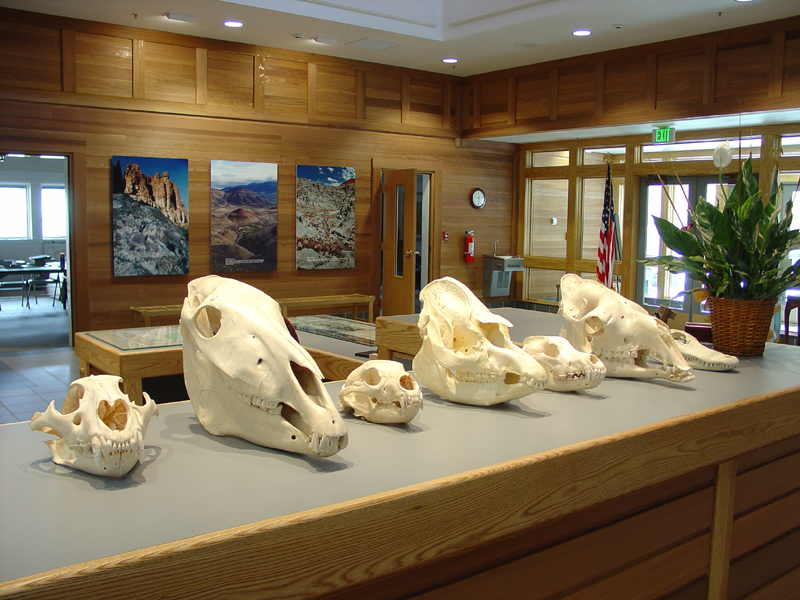 Skulls on display at the Paleontology Museum