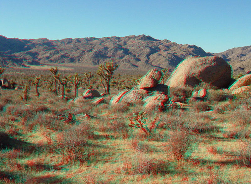 Joshua tree forest near West Entrance