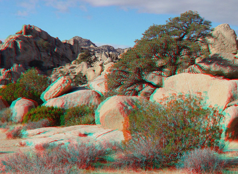 A pinyon pine grows on a granite outcrop near the Hemingway Parking Area.