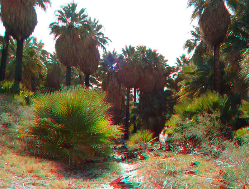 Desert fan palms in the Willis Grove