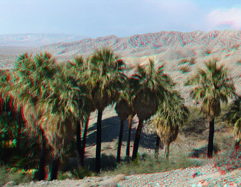 Desert fan palms in the Willis Grove