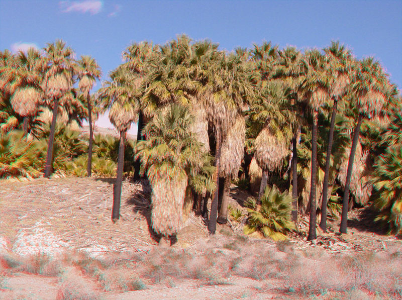 Fault escarpment at the Willis Palms Grove