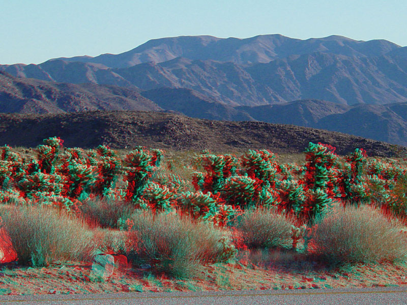 Cholla Cactus Garden in Joshua Tree National Park