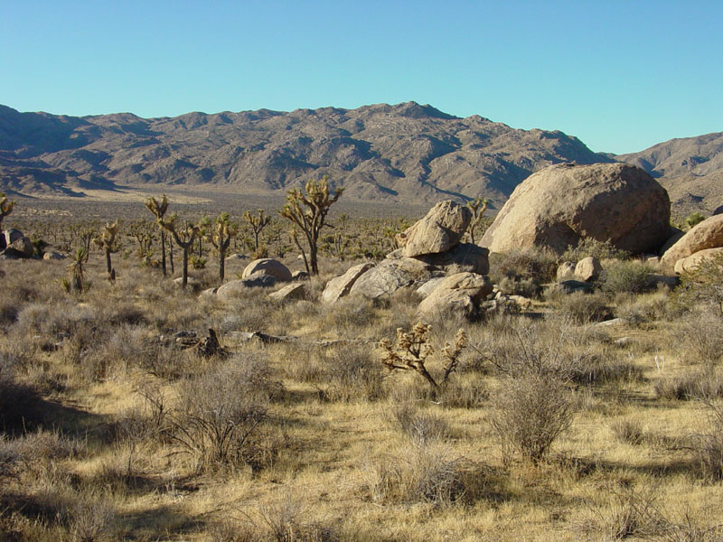 Joshua tree forest near West Entrance