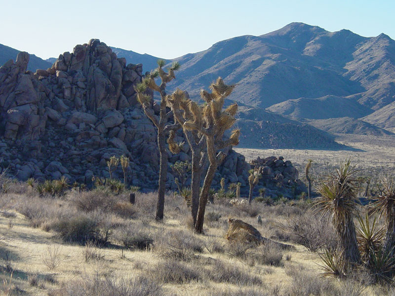 Joshua tree and boulder pile near West Entrance