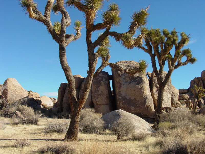 Rock piles and Joshua trees near Quail Springs picnic area