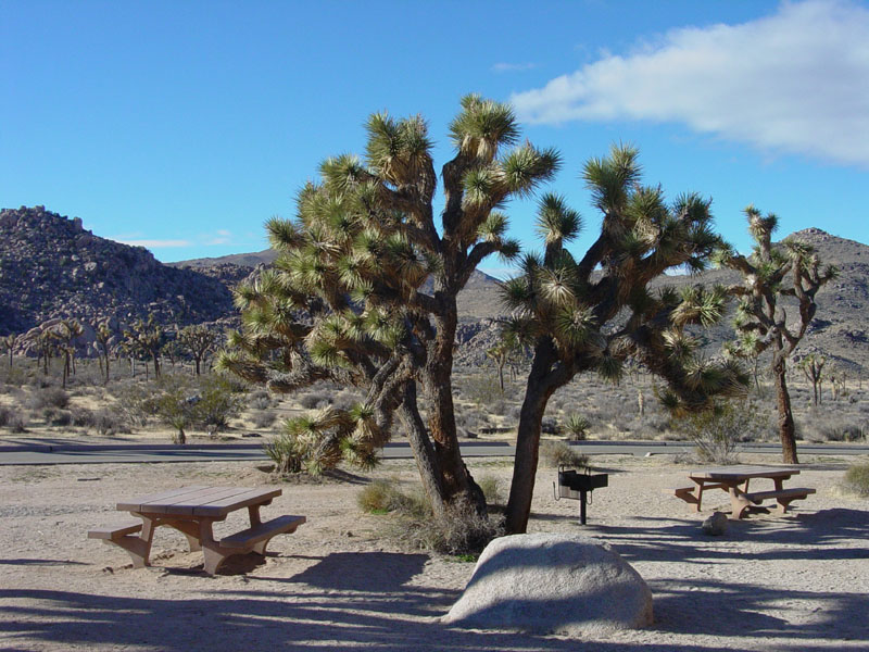 A Joshua tree at the Quail Springs Picnic Area