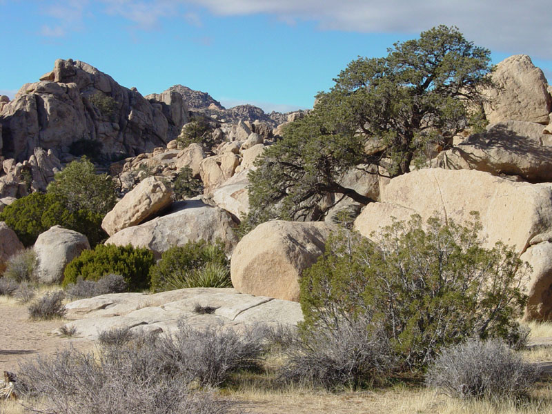 A pinyon pine grows on a granite outcrop near the Hemingway Parking Area.