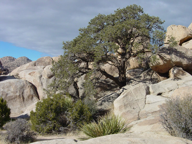 A pinyon pine grows on a granite outcrop near the Hemingway Parking Area.