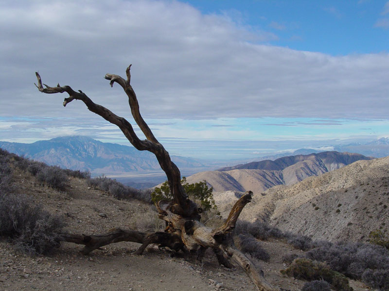 Dead tree at Keys View