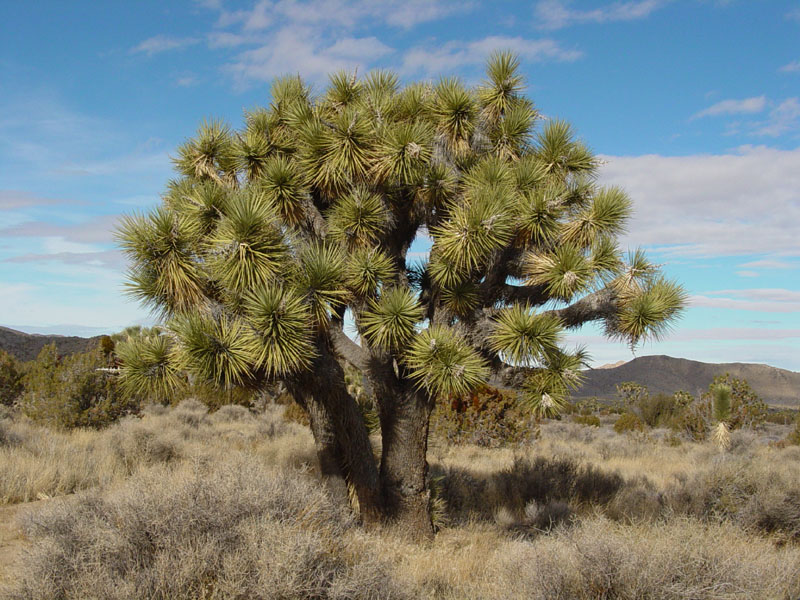 Joshua Tree in Lost Horse Valley