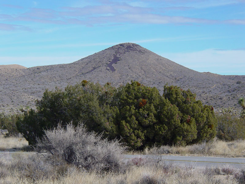 A juniper in Lost Horse Valley